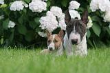 BULL TERRIER MINIATURE 151